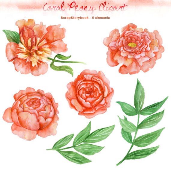 Watercolor Coral Peony Clipart digital printable clipart