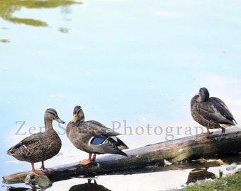 Wildlife Photography. Bird Photo Wall Art. Bird Photography. Lake Photo. Unframed Photo Print, Framed Photography, Canvas Print. Home Decor.