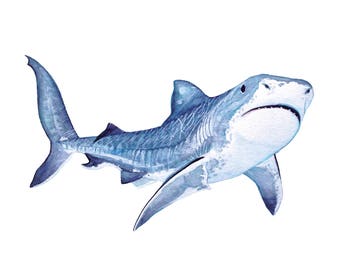 Illustration of a great white shark