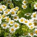 Feverfew Chrysanthemum Flower Seeds / Parthenium / Perennial 100+