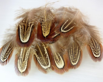 10 natural ref01 brown - red pheasant feathers