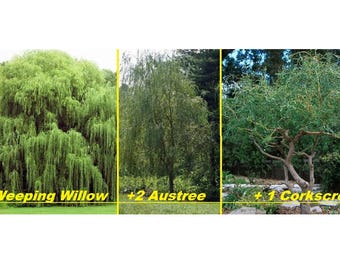 5 Live Willow Tree Plants - 2 Weeping Willows +2 Hybrid Willows +1 C
