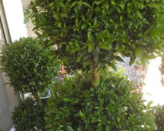 Live Double Topiaries - 1 1/2 ft tall