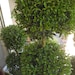 Live Double Topiaries - 3 ft tall