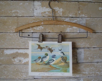 Vintage Old Squaw Print Artist Allan Brooks 1960