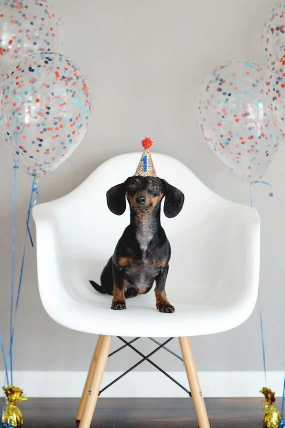 Dog Birthday Hat || Dog Lover Gift || Dog Clothes || Dog Tag || Circus Party Hat