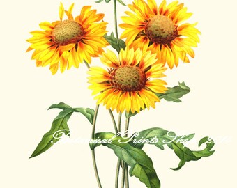 Sunflower Print. Yellow Wall Art. Botanical Print. Gaillardia. 5x7", 8x10", 11x14", 13x19"