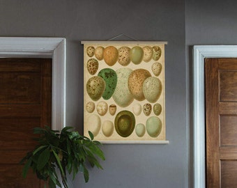 Bird Egg Pull Down Chart