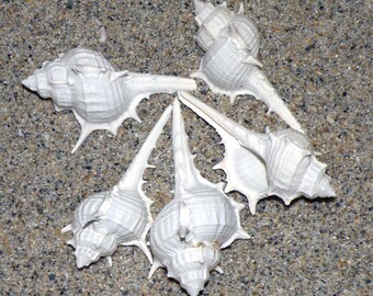 Spined Murex (5 pieces) (MUREX NIGROSPINOSUS WHITE)