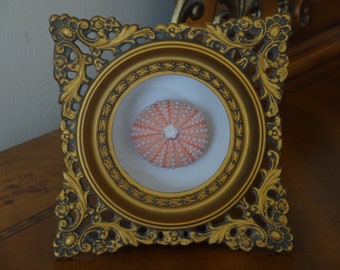 Framed Specimen, Specimen, Sea Urchin, framed shell, Sea urchin in a Vintage Italian Frame, Florentine Frame