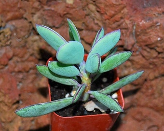 Senecio Crassissimus - 2.5" Pot