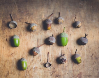 acorn photograph, rustic farmhouse decor, acorn collection, fall photograph, autumn, nature photograph, oak tree acorns, woodland print