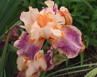 Lot of 10 Mixed Fresh Sprouted Mixed Bearded Iris Fans