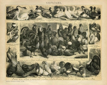 Poster Print Poultry Thanksgiving Turkey Chicken Duck Guinea Hen Fowl 8x10 to 24x30 1800s Repro