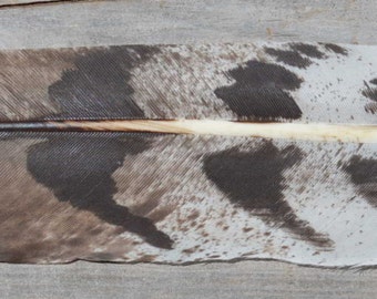 Imitation Cooper Hawk Feather