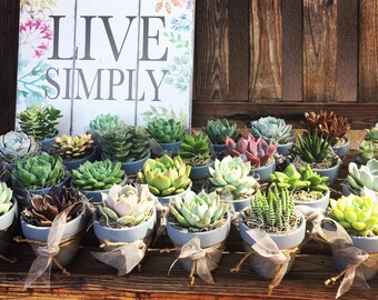 Succulent favors