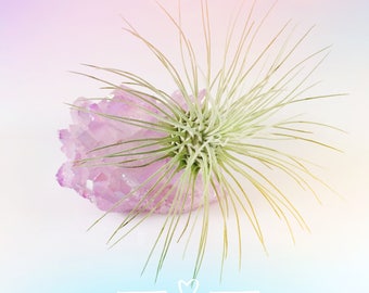 Lavender Purple Aura Quartz Crystal Air Plant Garden, Lavender gifts, Best friend gift, Air plant healing, Nature Lovers Gift