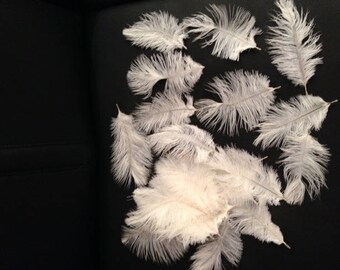 25 x second choice white ostrich feathers - length 15-20cm