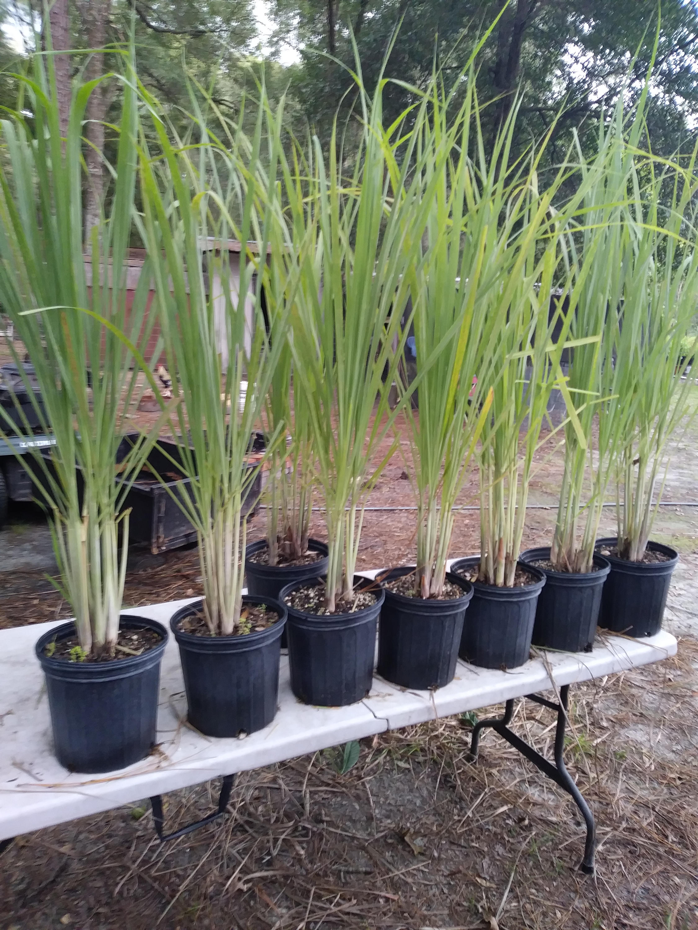 Citronella Grass LemonGrass Lemon Grass 10 growing plants