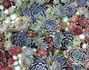 300 Sempervivum Seeds, Hens And Chicks, Houseleeks, Succulents, Lithops, Living Stones Seeds, Rare Succulents, Mix Succulents Seeds