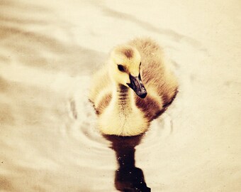 baby bird photography yellow nursery art canadian goose gosling animal wall art home decor