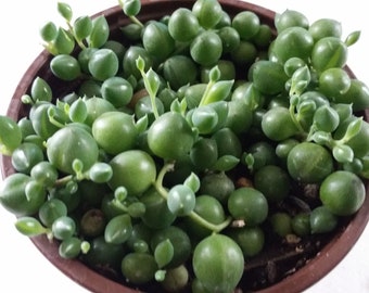 String of pearls succulent plant (4" pot)