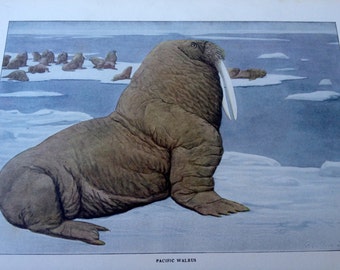 Pacific WALRUS Vintage 1906 Print Louis Agassiz Fuertes