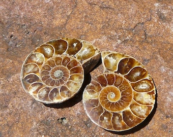 Natural Ammonite Fossil Pair #2 ~Genuine Ammonite, 1.5 inch, Fibonacci Sequence, Spiral of Life, Metaphysical, Organic Stone, Real Fossil