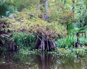 Louisiana Bayou Fine Art Nature Photograph, Landscape Print, Cypress Tree, Swamp, Home Decor, Wall Art