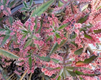2 Kalanchoe ' Pink Butterflies' (Mother of Thousands)Cuttings(3-4")