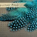 2 Dozen - TURQUOISE Guinea Fowl plumages, millinery and craft, feather couture.
