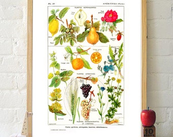 Fruit print kitchen wall art decor poster botanical illustrations vintage orange grape 5x7 8x10 8x12 plants poster