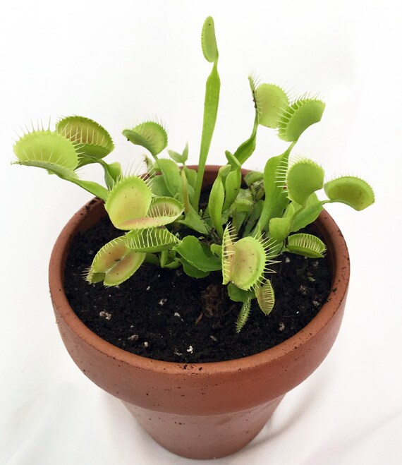 Mature Venus Fly Trap Plant CARNIVOROUS Dionaea 4