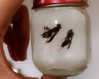 Preserved bugs in a jar