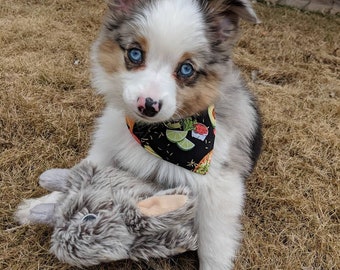 Over Collar Pet Bandana | Dog & Cat Accessories | Taco Time