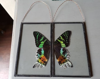 Beautiful taxidermy sun moth wings set in glass