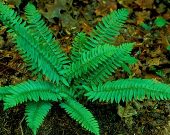 100 christmas fern bulbs(Polystichum acrostichoides)