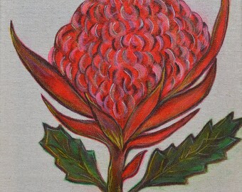 Waratah Flower - Painted Canvas