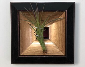 Miniature Framed Air Plant - Black Copper