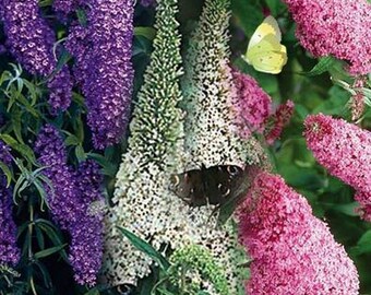 Butterfly Bush- Mixed Colors - 50 Seeds