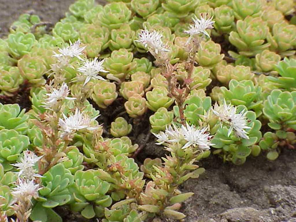 Silver Frost Sedum Glaucophyllum Seeds a.K.a Cliff