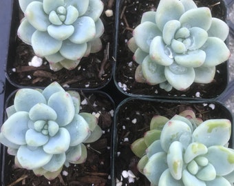Sedum Clavatum