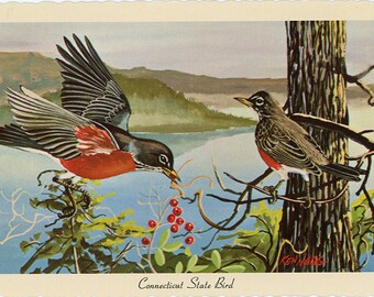Connecticut State Bird - Robins Vintage Postcard Signed Artist Ken Haag (unused)