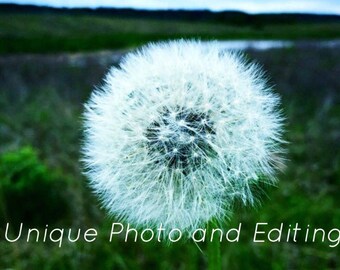 Dandylion Ghost Photo