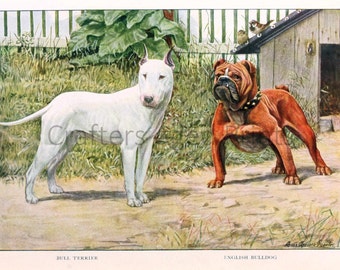 Bull Terrier and English Bulldog illustration by Louis Agassiz Fuertes from a Vintage 1927 Book Page