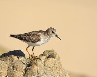Wildlife Photography bird photo print