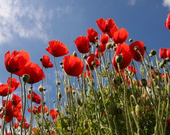 Special Deal Cottage Garden Corn Poppy Evening Primrose