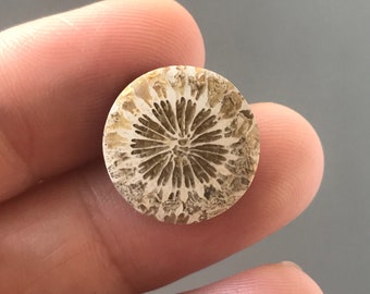 Beautiful Fossil Coral Stone