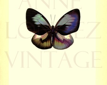 1950 Antique tropical butterfly print Euploea Callithoe Butterfly decor Butterfly poster Butterfly gift Butterfly decor Butterfly poster