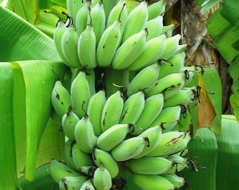 Banana Plants "Dwarf Green" Includes Four (4) Plants